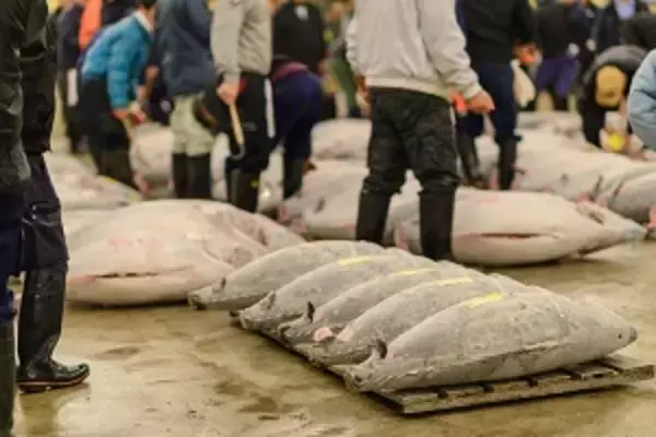 中国人が築地で驚愕する理由「ここが海鮮市場なんて信じられない」＝中国メディア