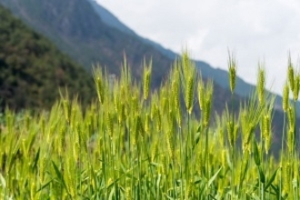 日本は農業まで機械化、ロバや水牛を使う中国と違いすぎる＝中国メディア