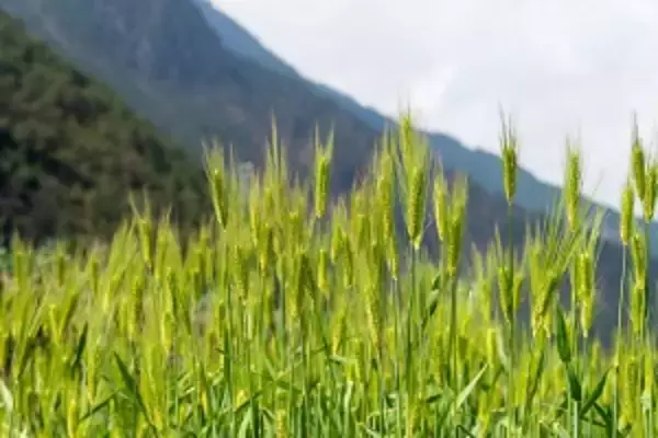 日本は農業まで機械化、ロバや水牛を使う中国と違いすぎる＝中国メディア