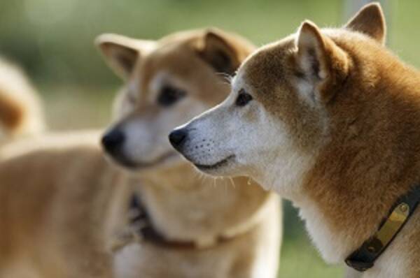 中国原産の犬だっているのに なぜ 柴犬 が人気なのか 中国メディア 18年5月22日 エキサイトニュース