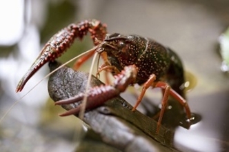 ああ、勿体ない！　日本には「野生のザリガニが大量にいるのに、誰も食べようとしない」＝中国