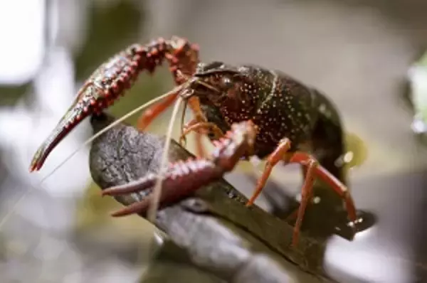 ああ、勿体ない！　日本には「野生のザリガニが大量にいるのに、誰も食べようとしない」＝中国