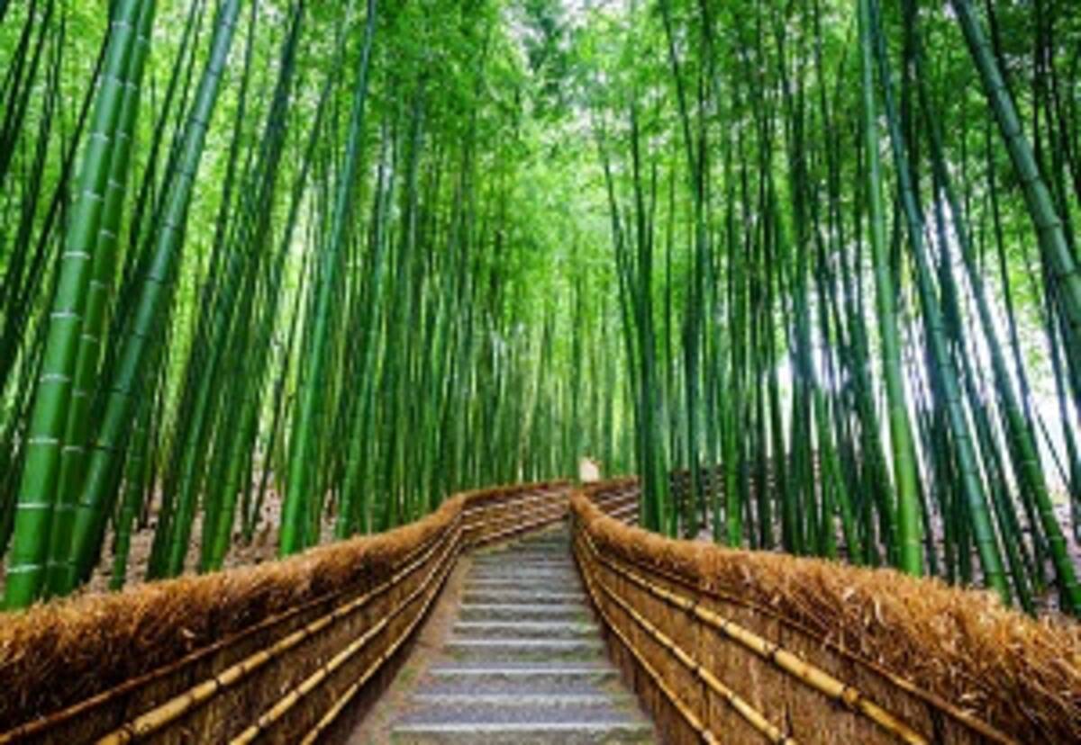 世界の美しい森のトンネル１０傑 日本から３つ 中国はゼロ 中国メディア 18年7月30日 エキサイトニュース