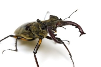 虫は採るものじゃないの？　日本ではクワガタが高値で取引されていた＝中国