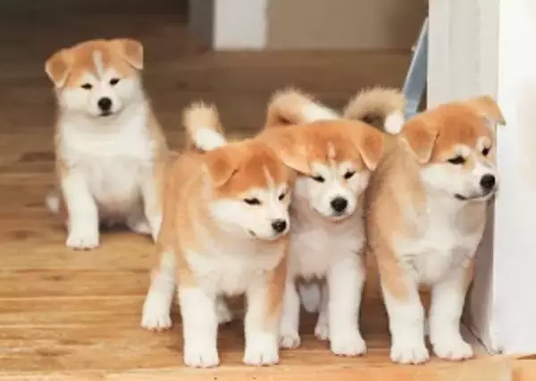 世界的に人気が高い日本の「秋田犬」、その魅力はどこにあるの？＝中国メディア