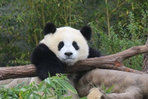 パンダ人気がすごすぎる日本 日本人は中国人以上にパンダ好き 中国メディア 18年12月日 エキサイトニュース