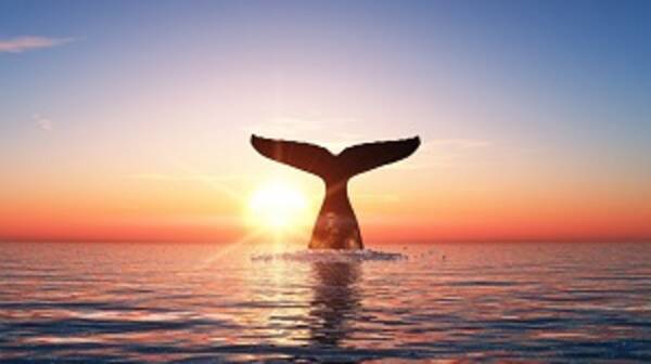 日本人はもう鯨肉を食べなくなったのに なぜ捕鯨を再開するのか 中国メディア 18年12月31日 エキサイトニュース 日本人はもう鯨肉を食べなくなったのに なぜ捕鯨を再開するのか 中国メディア 18年12月31日 エキサイトニュース