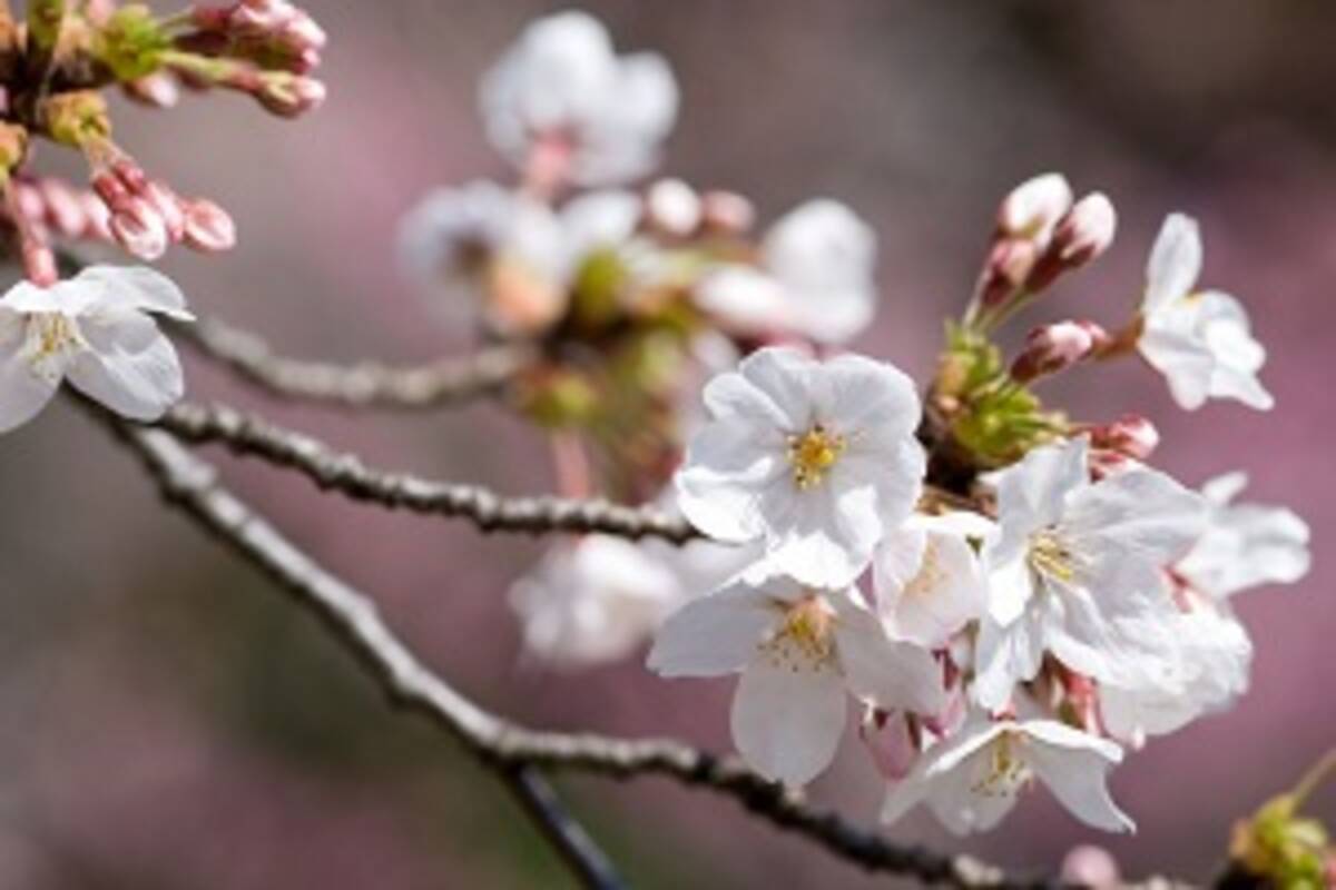 日本人の心の中に桜がある 日本人はなぜ桜を愛すのか 中国メディア 19年1月29日 エキサイトニュース