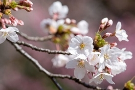 「日本人の心の中に桜がある」　日本人はなぜ桜を愛すのか＝中国メディア