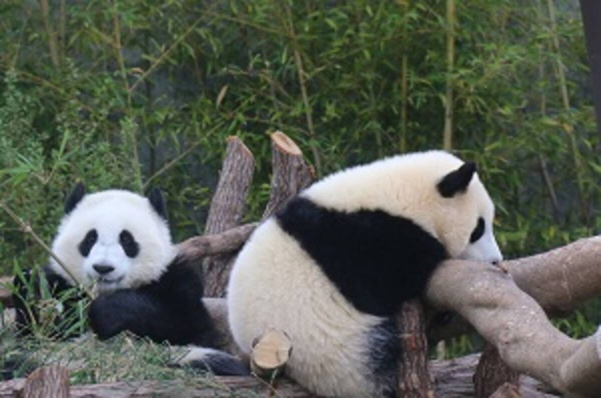 なぜ日本は 高額な料金を払ってまで パンダをレンタルしたがるのか 中国メディア 19年1月31日 エキサイトニュース