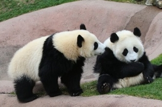 パンダを借りたい国はいくらでもあるのに！　なぜ日本は複数頭のレンタルが可能なのか＝中国メディア