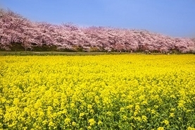 車窓から「桜」と「菜の花」の競演を楽しめる日本の鉄道が美しすぎる＝中国メディア