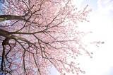 「これまで興味がなかった中国人が、近年にわかに桜の花を愛し始めた理由＝中国メディア」の画像1