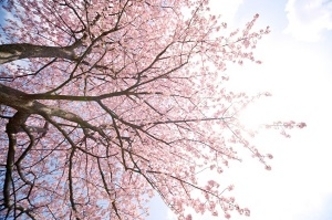 これまで興味がなかった中国人が、近年にわかに桜の花を愛し始めた理由＝中国メディア