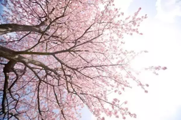 これまで興味がなかった中国人が、近年にわかに桜の花を愛し始めた理由＝中国メディア