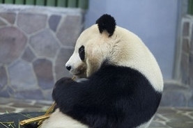 日本で飼育されているパンダ、中国のパンダと違って「なぜ小ぎれい」なのか＝中国メディア