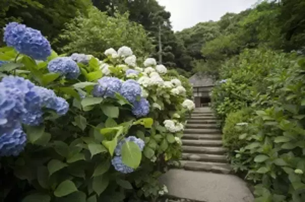 日本の観光都市で「食べ歩き」禁止、意外な議論呼ぶ＝中国メディア