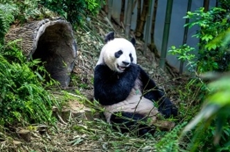 さすが日本人！　パンダの誕生日の祝い方が突き抜けている＝中国メディア