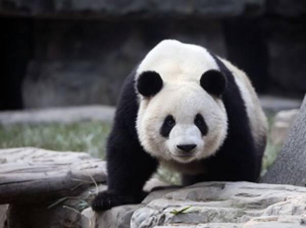 日本人はなぜパンダが大好きなのか かわいさ と 行列 が要因らしい 中国メディア 19年7月12日 エキサイトニュース
