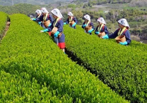 人手不足な日本の農業、外国人にも頼めなくなりつつある＝中国メディア