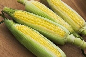 日本が米国から余剰トウモロコシ購入へ、「米国に譲歩して一体何がしたいのか」＝中国