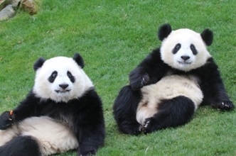 日本人のパンダ愛はすさまじい！　日本人のパンダ愛は本家以上？　＝中国