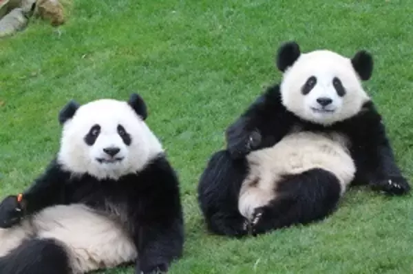 日本人のパンダ愛はすさまじい！　日本人のパンダ愛は本家以上？　＝中国