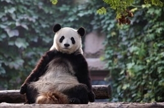 日本人は「遠くも近くもない隣人」、中国人はなぜ日本人を誤解するのか＝中国