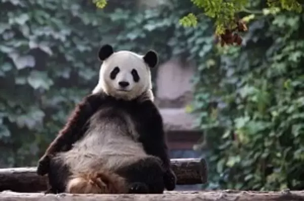 日本人は「遠くも近くもない隣人」、中国人はなぜ日本人を誤解するのか＝中国