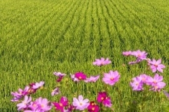 日本の農村部はまるで桃源郷・・・その暮らしは「努力の賜物だ」＝中国メディア
