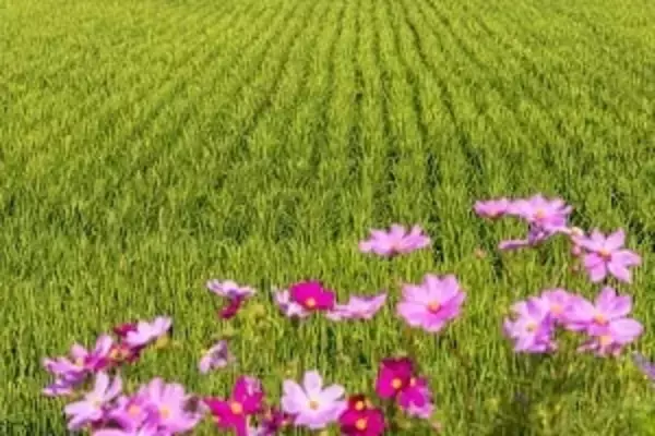 日本の農村部はまるで桃源郷・・・その暮らしは「努力の賜物だ」＝中国メディア