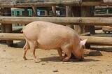 「日本人は中国人ほど豚肉を食べないのに「豚の飼育を極めていた」＝中国」の画像1