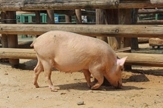 日本人は中国人ほど豚肉を食べないのに「豚の飼育を極めていた」＝中国