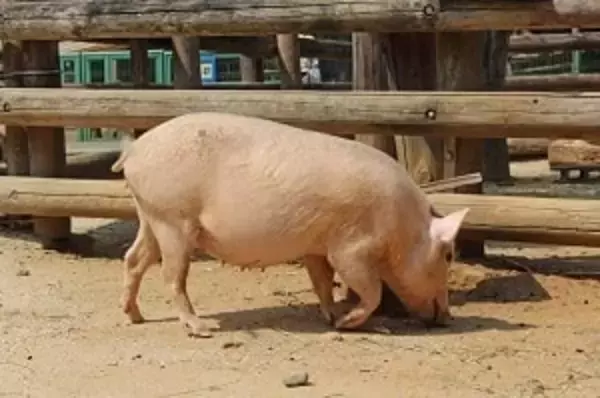 日本人は中国人ほど豚肉を食べないのに「豚の飼育を極めていた」＝中国