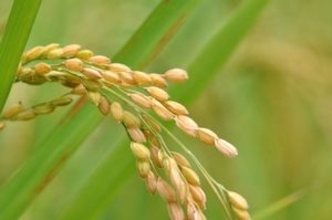 中国の農家が日本に学ぶべき点は「こんなにあった！」＝中国メディア