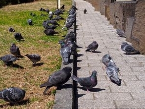 清潔すぎる日本、中国人旅行客がガイドにまず言われるのは「郷に入りては・・・」＝中国