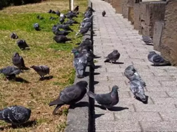 清潔すぎる日本、中国人旅行客がガイドにまず言われるのは「郷に入りては・・・」＝中国