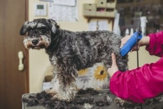 日本のペット関連サービスは、いったいどこまですごいのか＝中国メディア