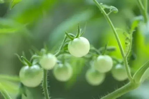 我が国は日本の農業を表面だけ真似てもだめだ！「根」や「魂」を学ぶべき＝中国メディア