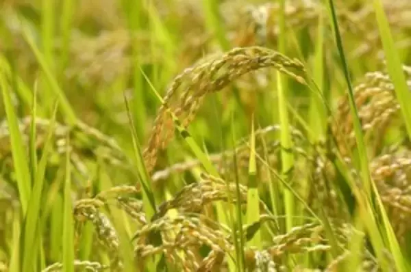 中国は学ぶべき「世界の先端を走っている日本の農業に」＝中国メディア