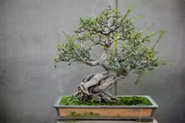 中国で生まれた盆栽、日本で発展して「青は藍より出でて藍より青し」に＝中国