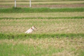 パンダよりも貴重な「トキ」、なぜ中国は繁殖に成功し、日本は失敗したのか＝中国