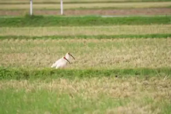 パンダよりも貴重な「トキ」、なぜ中国は繁殖に成功し、日本は失敗したのか＝中国