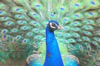 日本で暮らしているうちに「シンプル第一主義」が心地良いと気付く中国人＝中国メディア