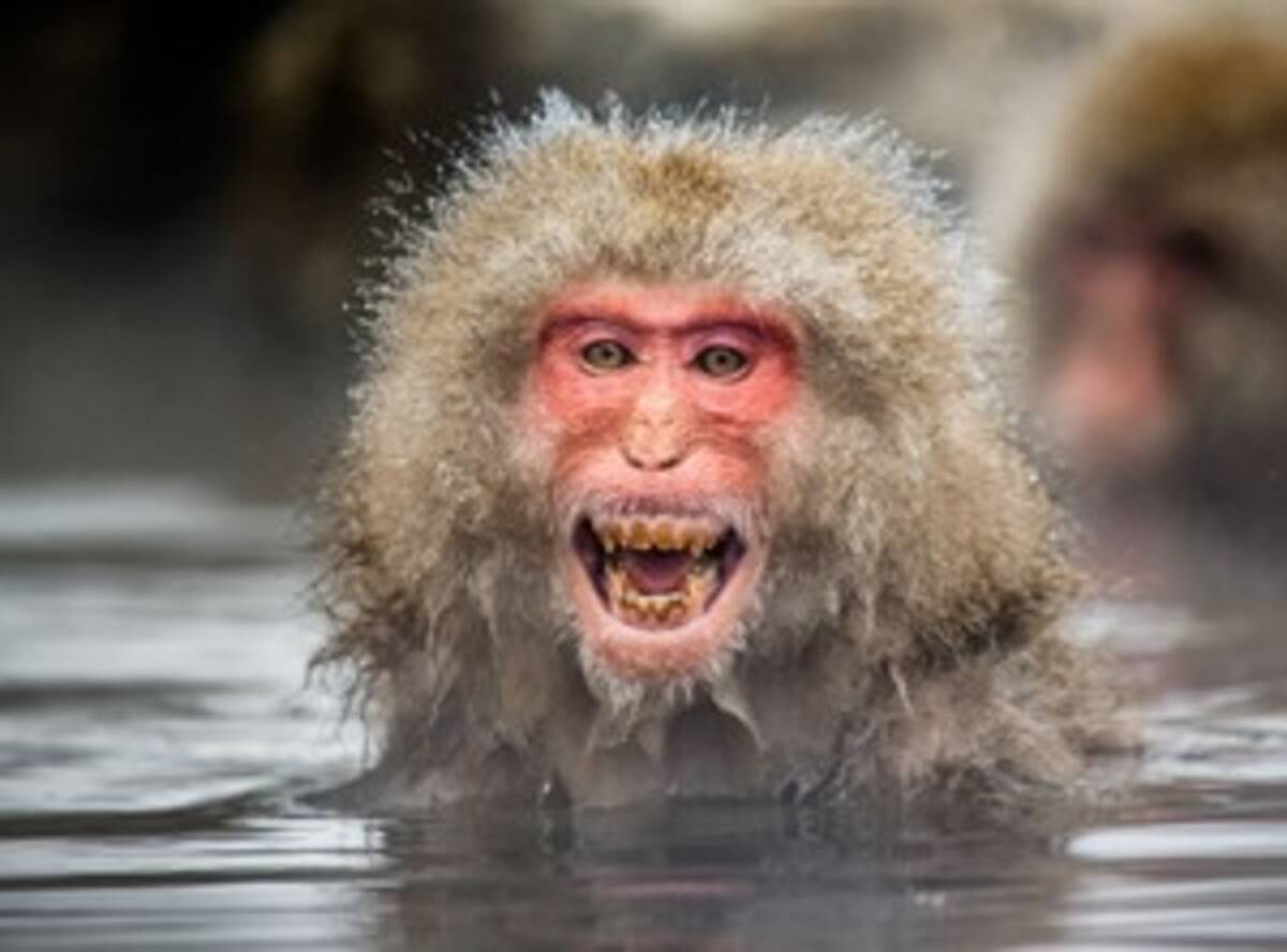 サルに続きカピバラまで 温泉に入って恍惚とした表情を見せる日本の動物たち 中国メディア 19年12月25日 エキサイトニュース