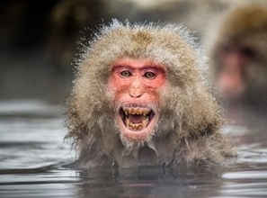 サルに続きカピバラまで・・・温泉に入って恍惚とした表情を見せる日本の動物たち＝中国メディア　