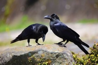 中国人が驚く日本の「カラスの多さ」と「イメージの違い」＝中国メディア