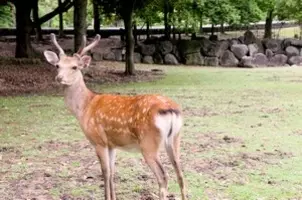 あんなに可愛い奈良の鹿 なぜ人間を襲うのだろう 中国メディア 19年2月13日 エキサイトニュース あんなに可愛い奈良の鹿 なぜ人間を襲うのだろう 中国メディア 19年2月13日 エキサイトニュース