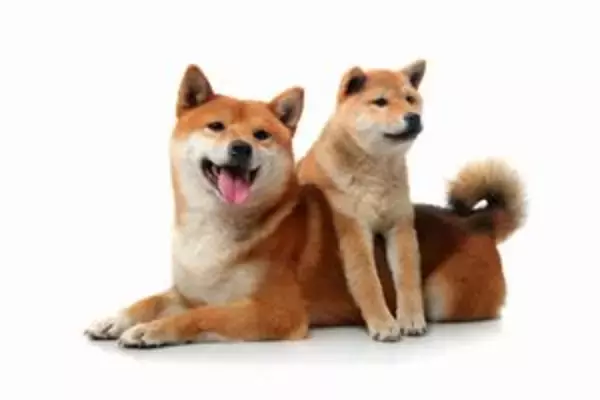 柴犬で新型コロナウイルス対策？＝台湾メディア