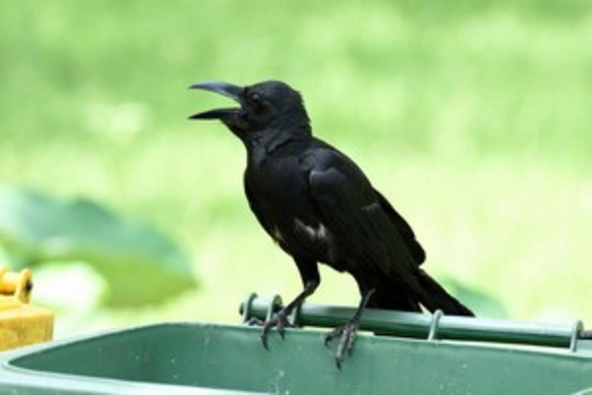 日本に来たばかりの中国人が驚く 黒い鳥 と ごみにかけられたネット の存在 中国報道 年4月9日 エキサイトニュース